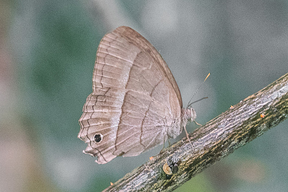 Cissia similis-1705
