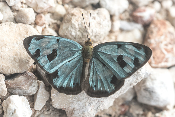 Dynamine postverta-1903 - Chichen itza 25/05/18