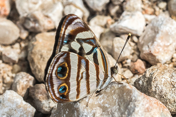 Dynamine postverta-1906 - Chichen itza 25/05/18