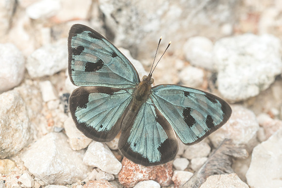Dynamine postverta-2026 - Chichen itza 25/05/18