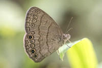 Hermeuptychia sosybius-1444 - Chichen itza - 24/05/18