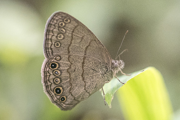 Hermeuptychia sosybius-1444 - Chichen itza - 24/05/18