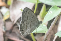 Hermeuptychia sosybius-1499