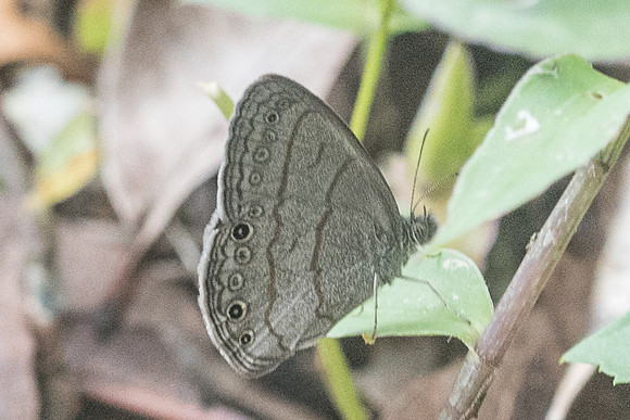 Hermeuptychia sosybius-1499