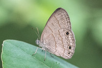 Hermeuptychia sosybius-1654 - Chichen itza 25/05/18