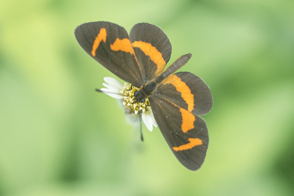 Microtia elva-1419