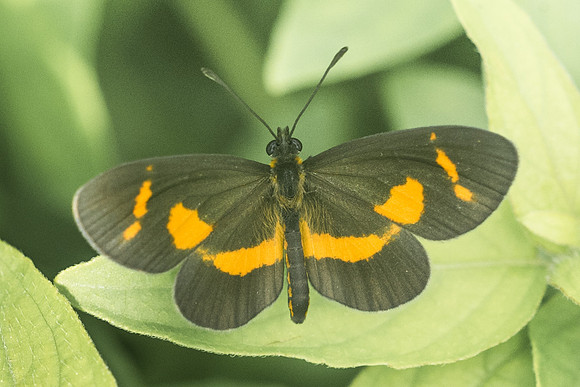 Microtia elva-1839