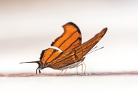 Marpesia petreus-1798