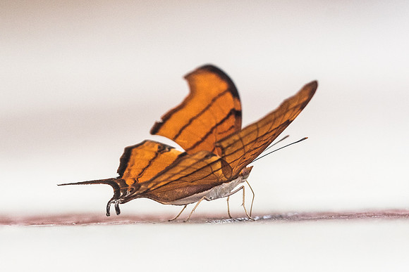 Marpesia petreus-1798
