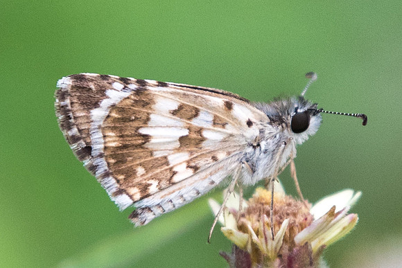 Pyrgus adepta-1630