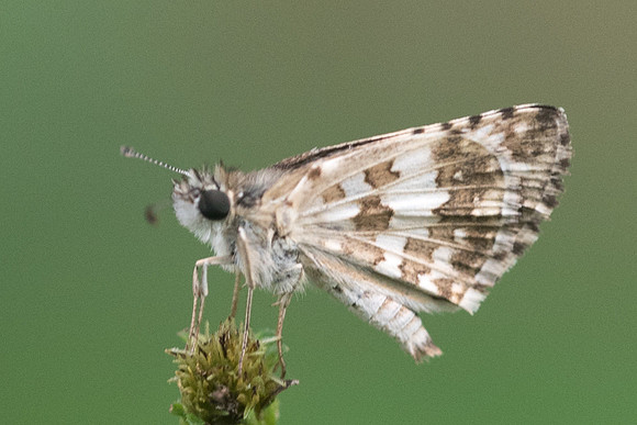Pyrgus adepta-1663