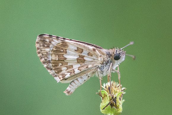 Pyrgus adepta-1665