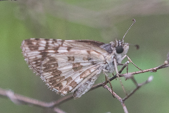 Pyrgus adepta-2707