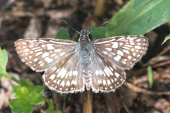 Pyrgus oileus-1813