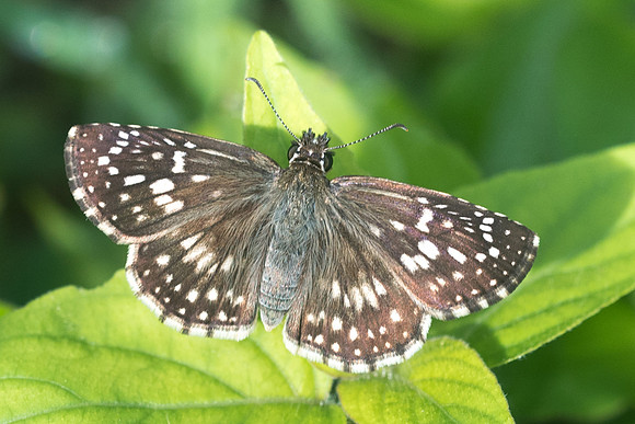 Pyrgus oileus/ orcus ♀ -1834 Chichen iza