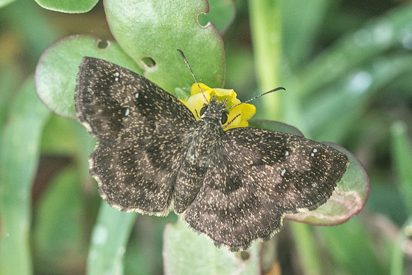 Staphylus ascalaphus-1836