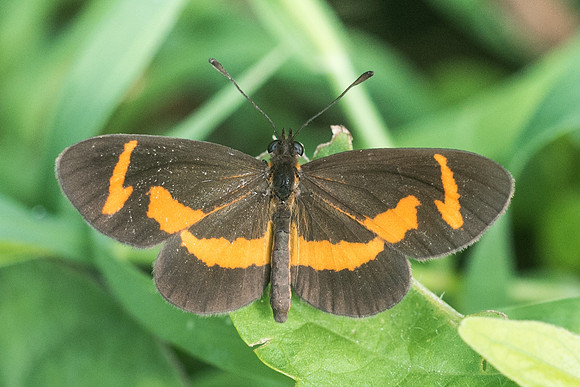 Microtia elva-1847