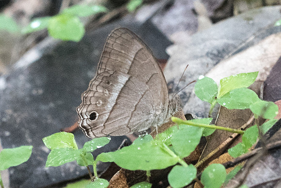 Cissia similis-1220