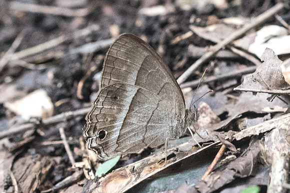 Cissia similis-1336