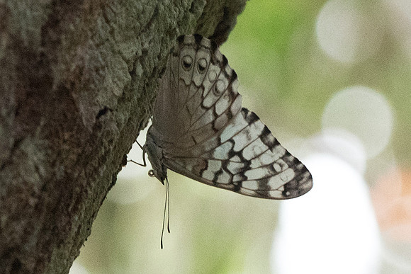 Hamadryas februa-0961 - Chichen itza - 24/05/18