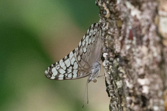 Hamadryas februa-0971 - Chichen itza - 24/05/18