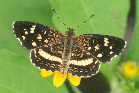 Phyciodes tulcis-1169