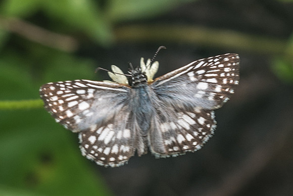 Pyrgus oileus-0999