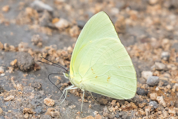 Aphrissa statira-2538 - Tulum - 25/05/18