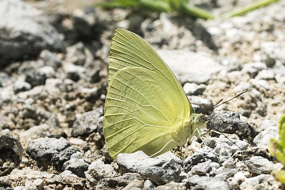 Aphrissa statira-2870 -