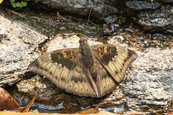 Euthalia aconthea garuda-6427 - Doi-Suthep - 27/03/24