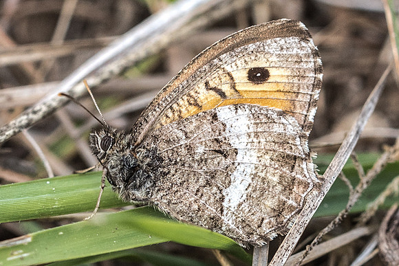 Arethusana arethusa-9955 - Arbonne la forêt - 15/08/18