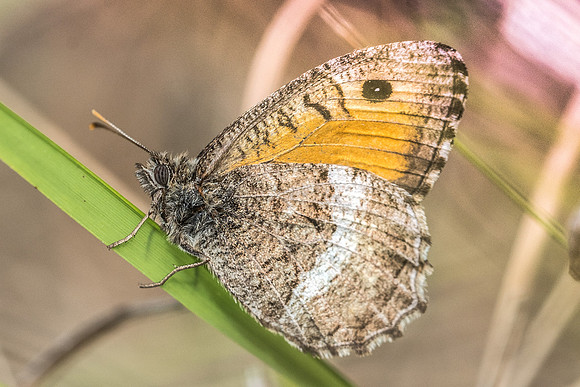 Arethusana arethusa-9963 - Arbonne la forêt -  15/08/18