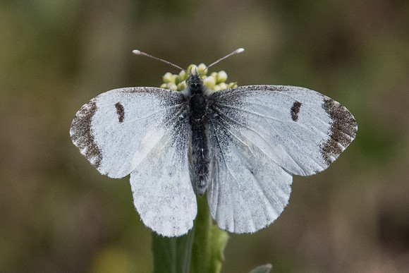 Anthocharis cardamines-2373 - Lac Kerkini - 19/04/22