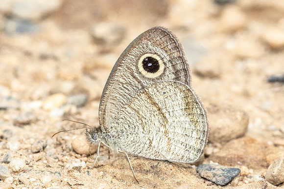Ypthima akbar-3761  - Chiang Dao - 19/03/24