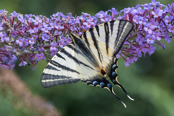 Iphiclides podalirius-6001 - Nuits-Saint-Georges 31/07/21