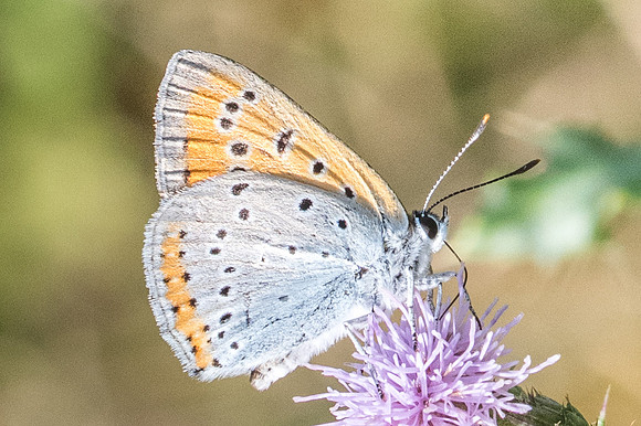 Lycaena dispar ♂-8834 - Orly sur Morin - 4/08/19
