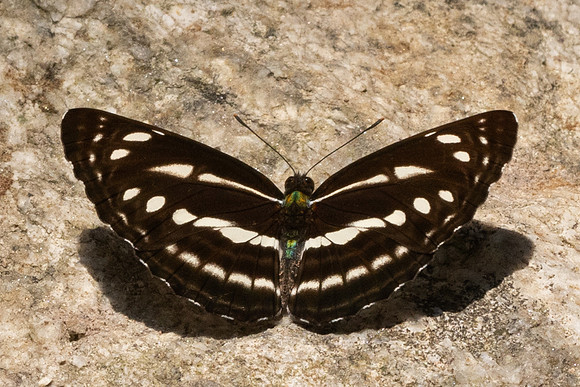 Neptis nata-3621- Huai Sai Lueang Waterfall (1040m) - 23/03/25