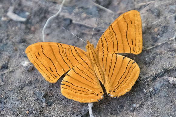 Chersonesia intermedia-2367 - Chiang dao - 15/11/23
