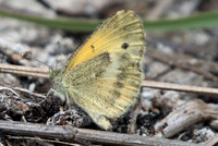Nathalis iole-0695