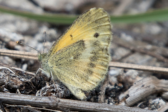 Nathalis iole-0695
