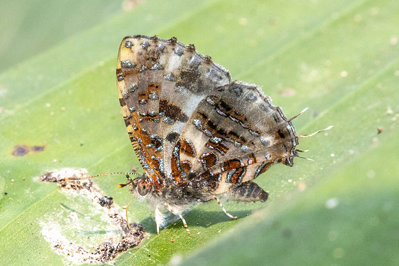 Catapaecilma major albicans-1257 - Chiang Dao - 17/03/24