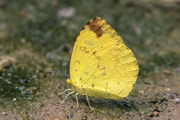 Eurema hecabé-1694- Chiang Dao  - 11/03/23