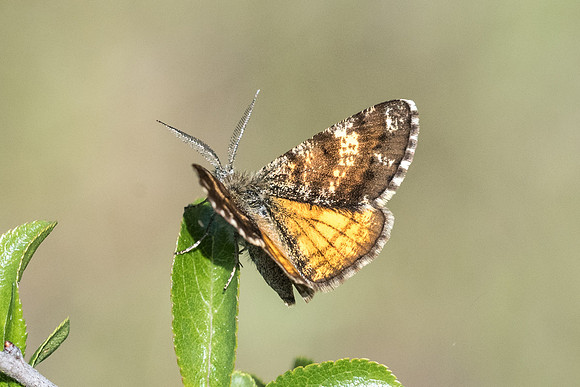 Isturgia famula