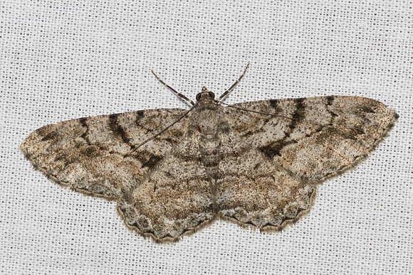Peribatodes secundaria-7744