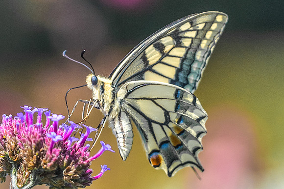 Papilio machaon-9670 - Vaux le vicomte - 12/08/18