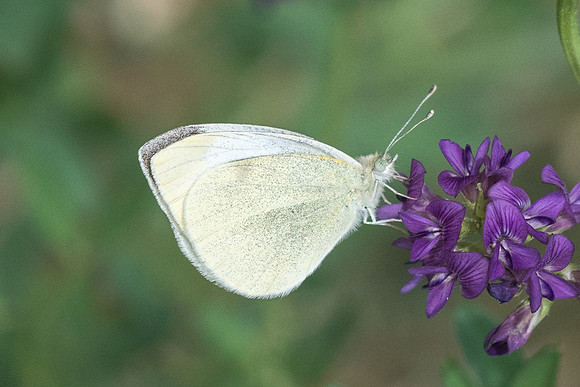 Pieris rapae-7125 - Malaga - 5/03/22