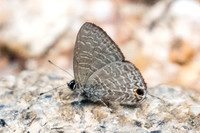 Ionolyce helicon merguiana-0958 - Koh Samui - 18/03/23