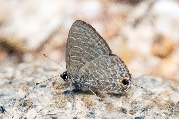 Ionolyce helicon merguiana-0958 - Koh Samui - 18/03/23
