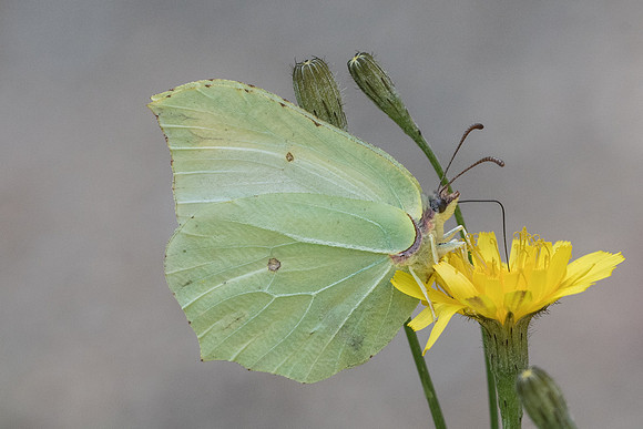 Gonepteryx rhamni ♀ -6275 - Lesigny - 12/08/21