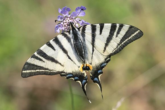 Iphiclides podalirius-6463 - Manre - 14/08/21